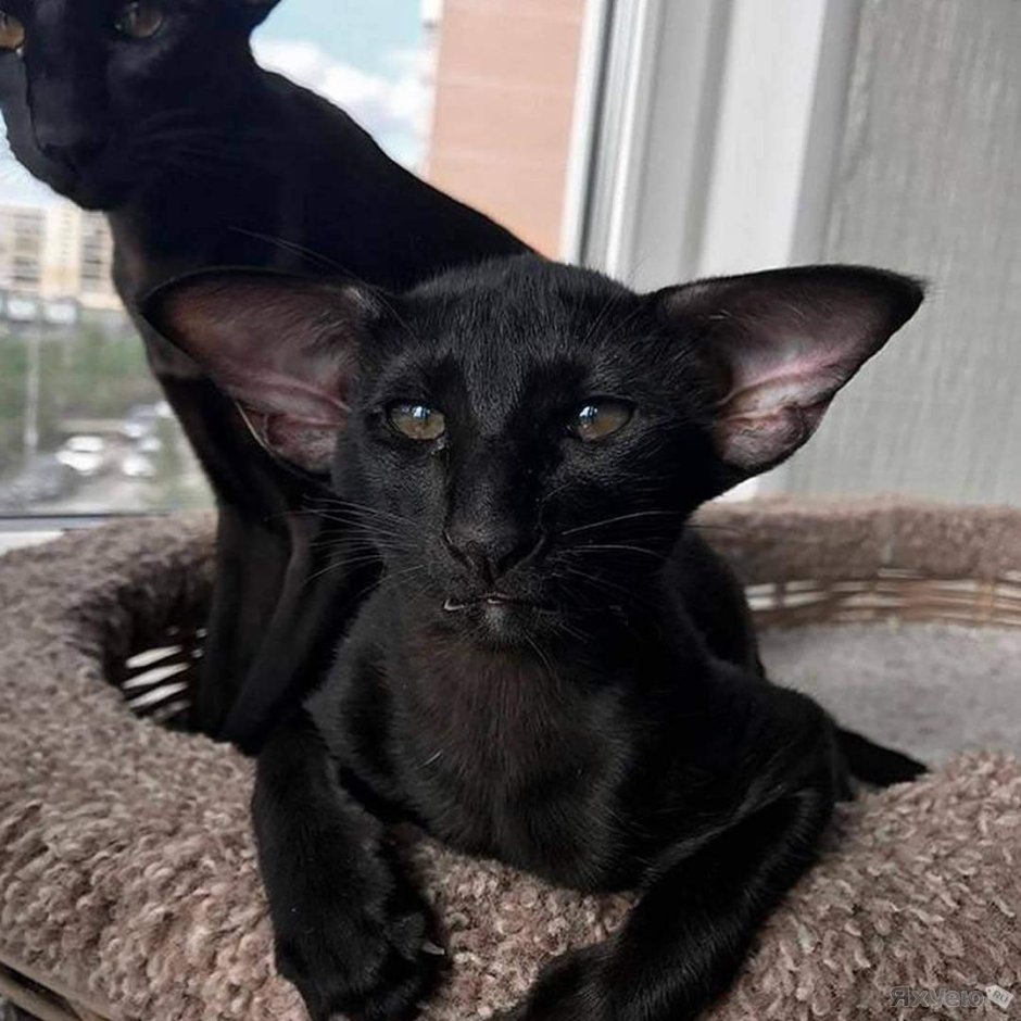 Коты ориенталы грузины