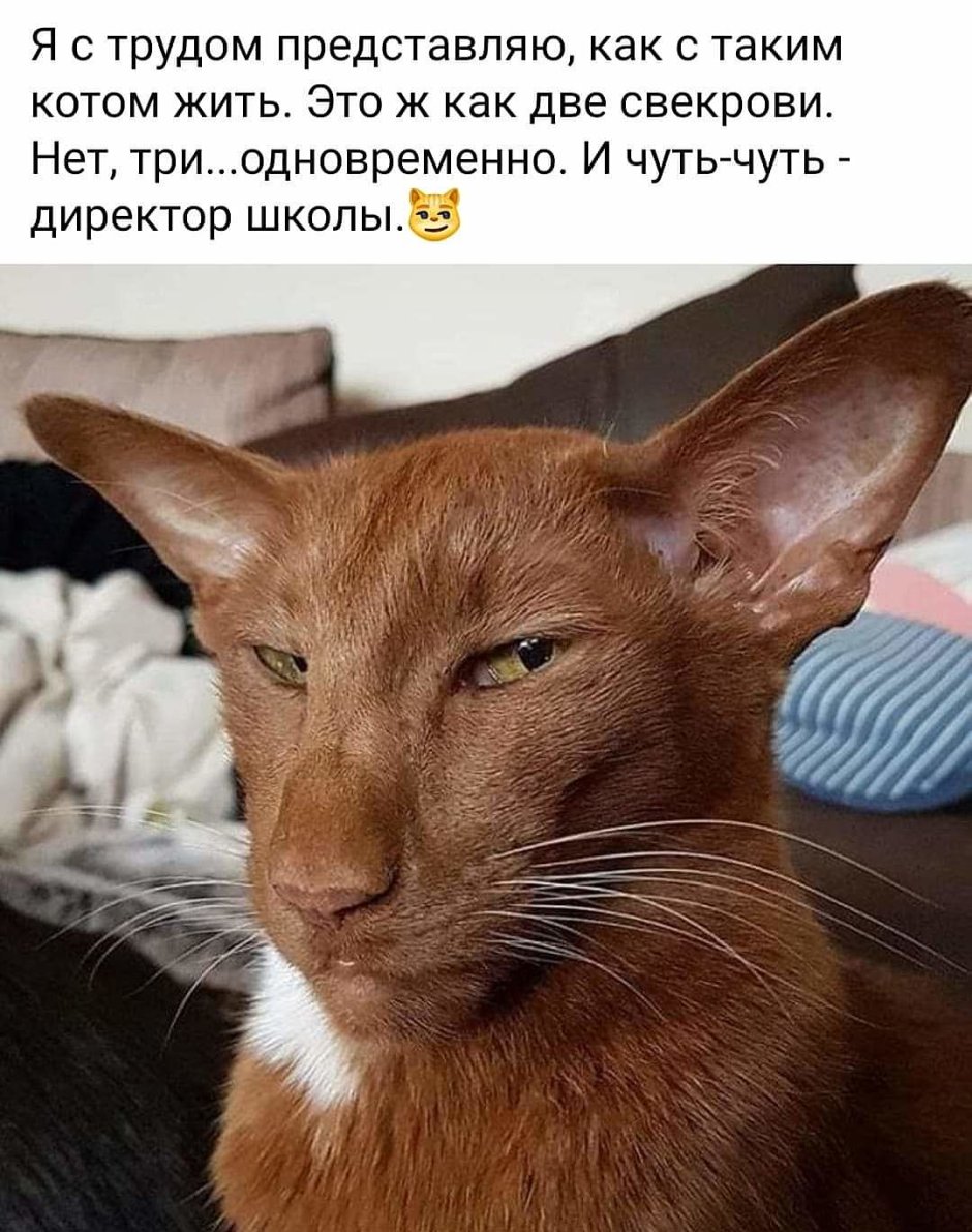 Ориентальная кошка грузин