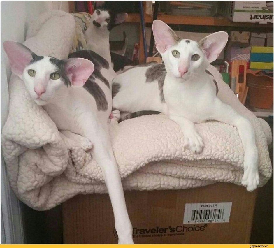 Ушастый кот Ориентал