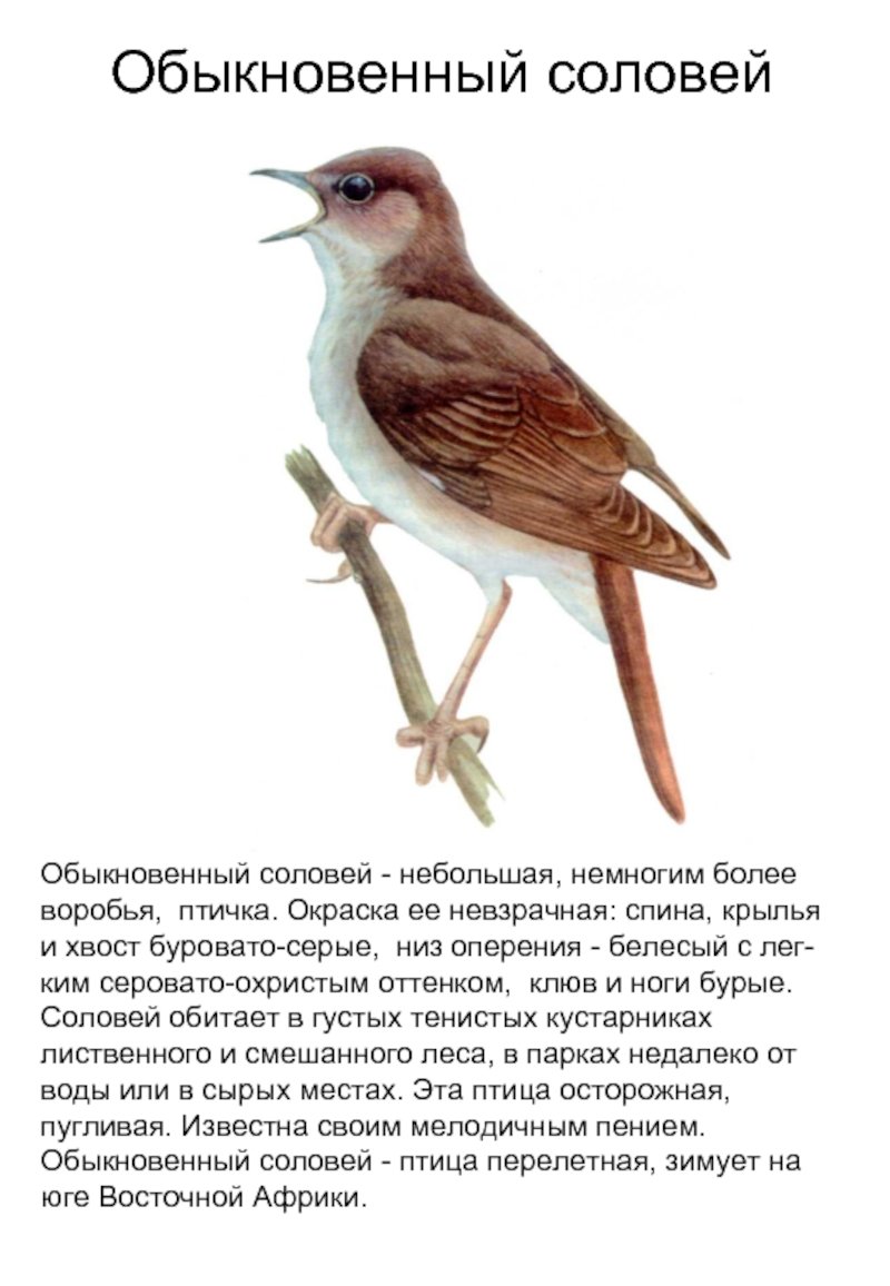 Перелетные птицы карточки