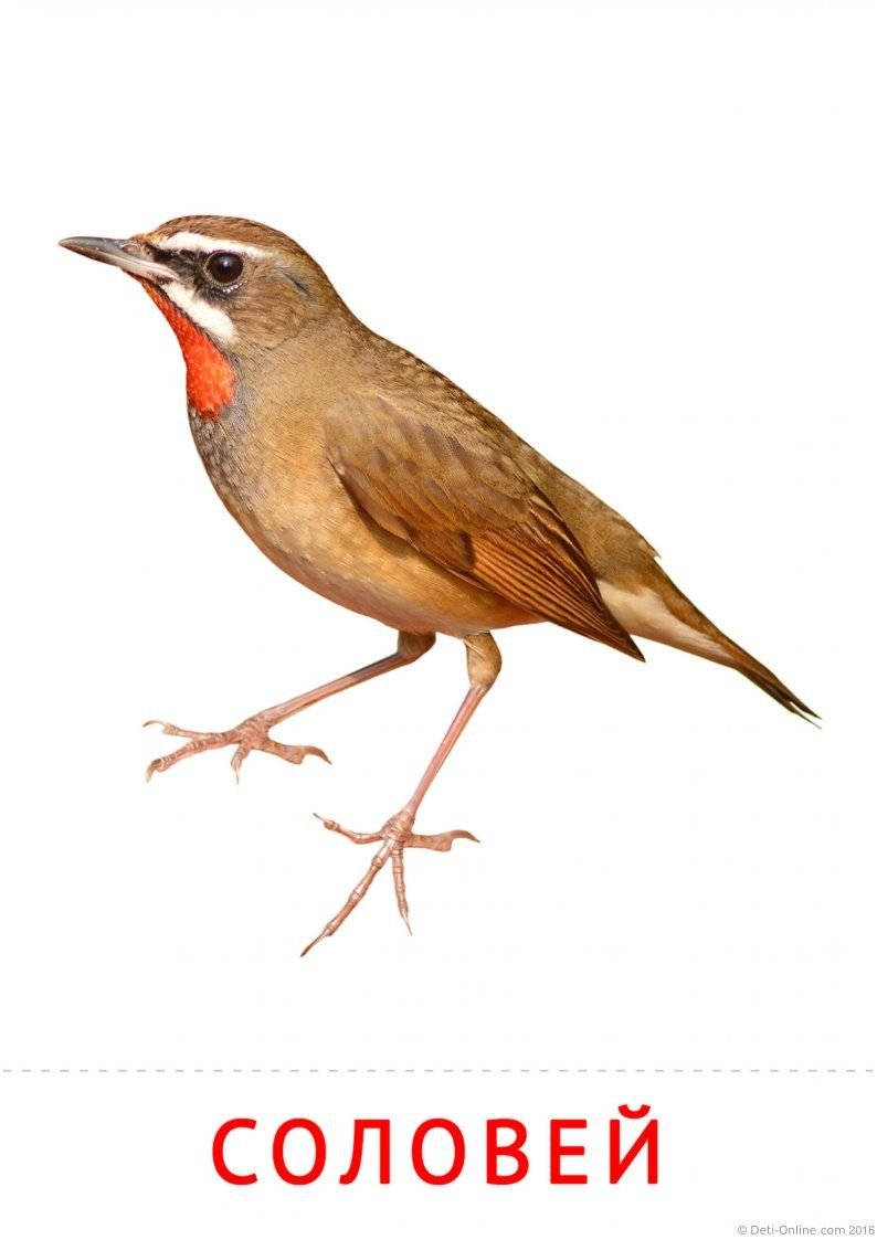 Соловей Перелетная птица