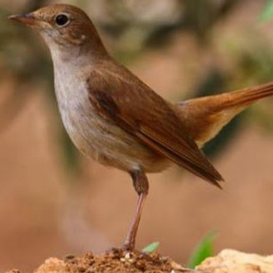 Полет соловья