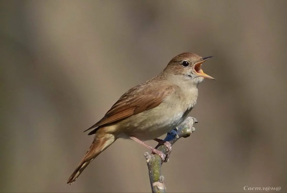 Обыкновенный Соловей