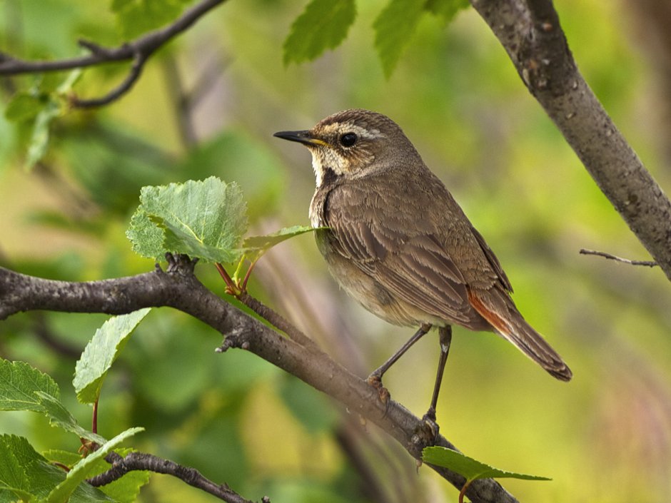 Соловей Перелетная птица