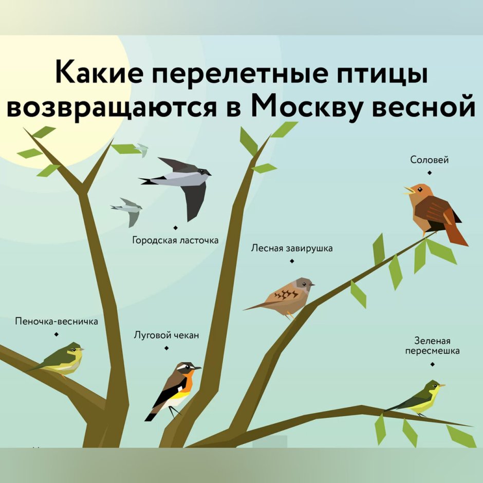 Какие птицы возвращаются весной