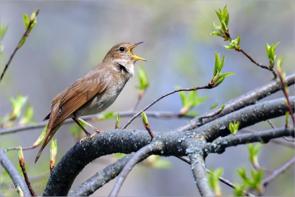 Дальневосточный Соловей