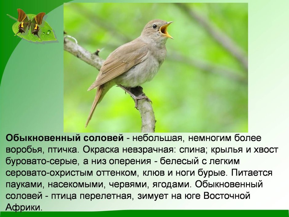 Соловей Воронежская область