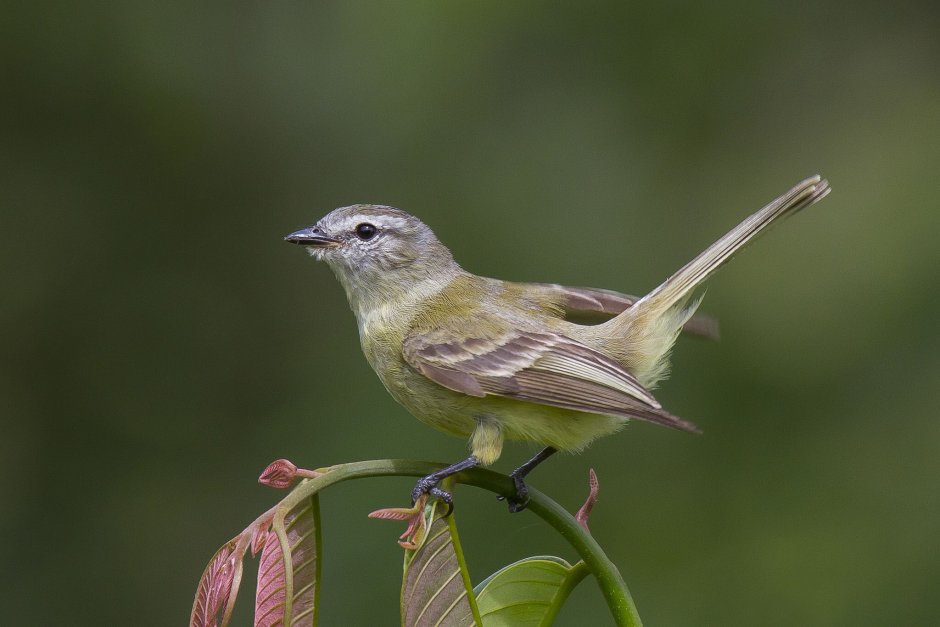 Певчие птицы Урала перелетные