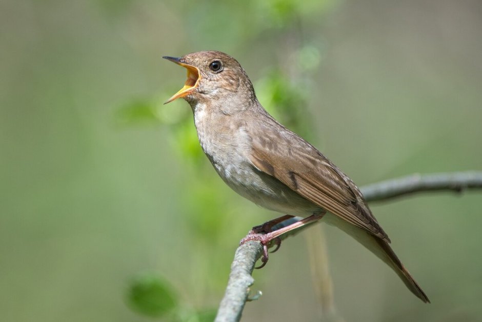 Обыкновенный Соловей Luscinia Luscinia