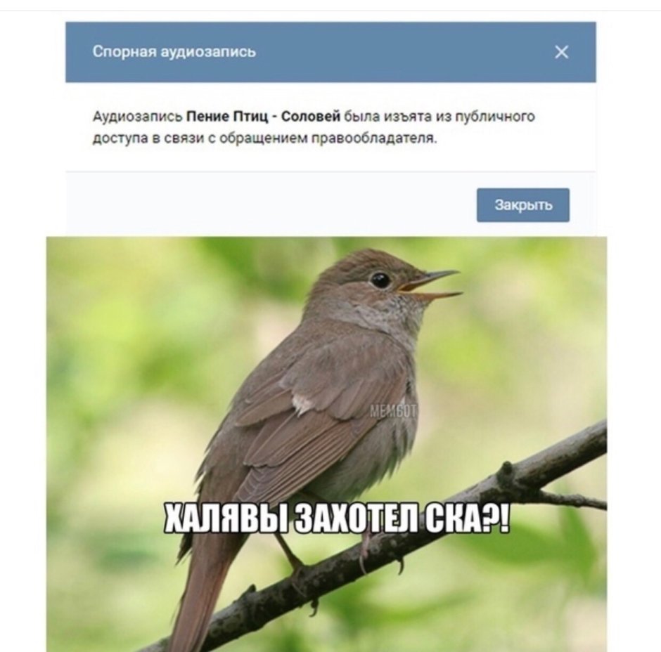 Соловей сидит на ветке