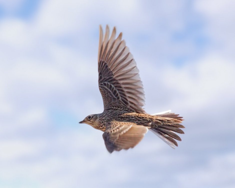 Соловьиные трели с Соловьевым