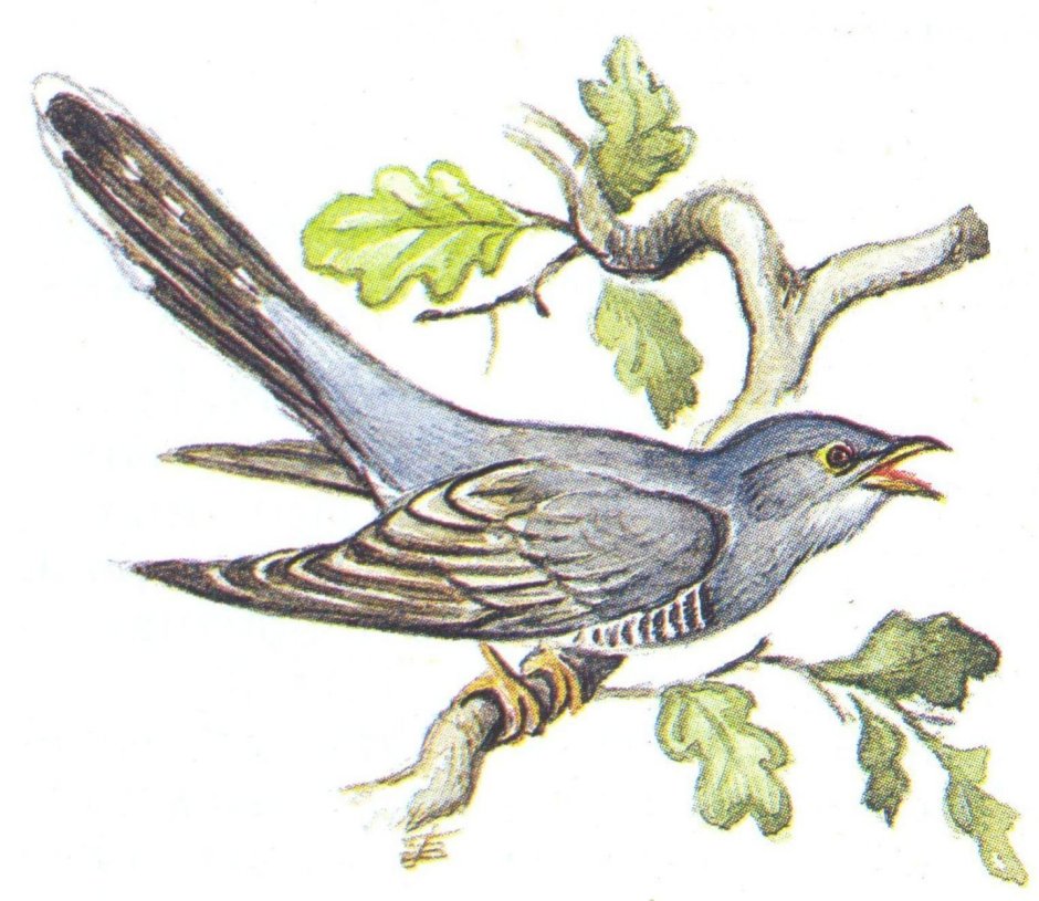 Белобровый Соловей