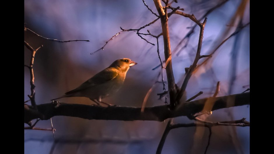Полевой Жаворонок зимовка
