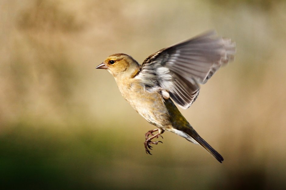 Соловей самка