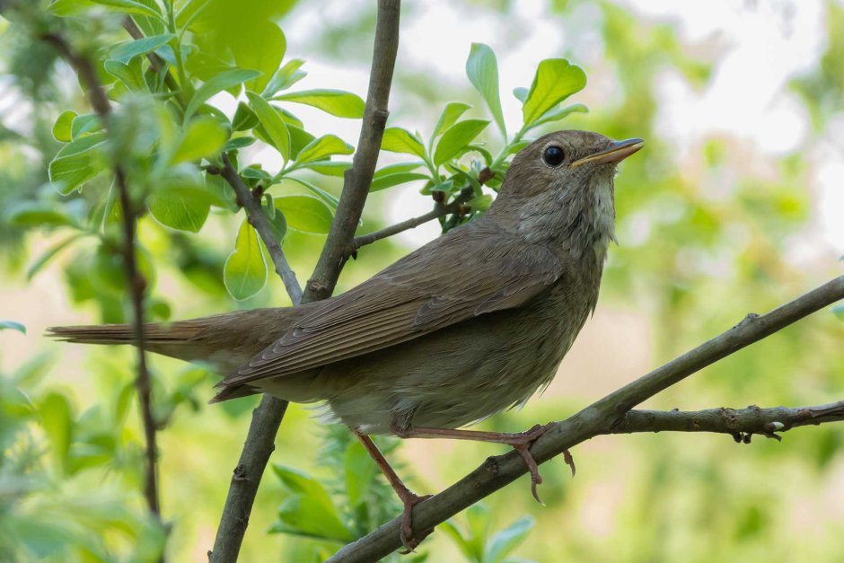 Соловей Перелетная птица или нет