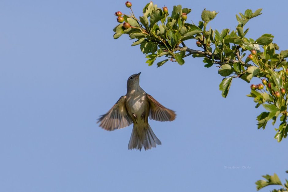 Курский Соловей