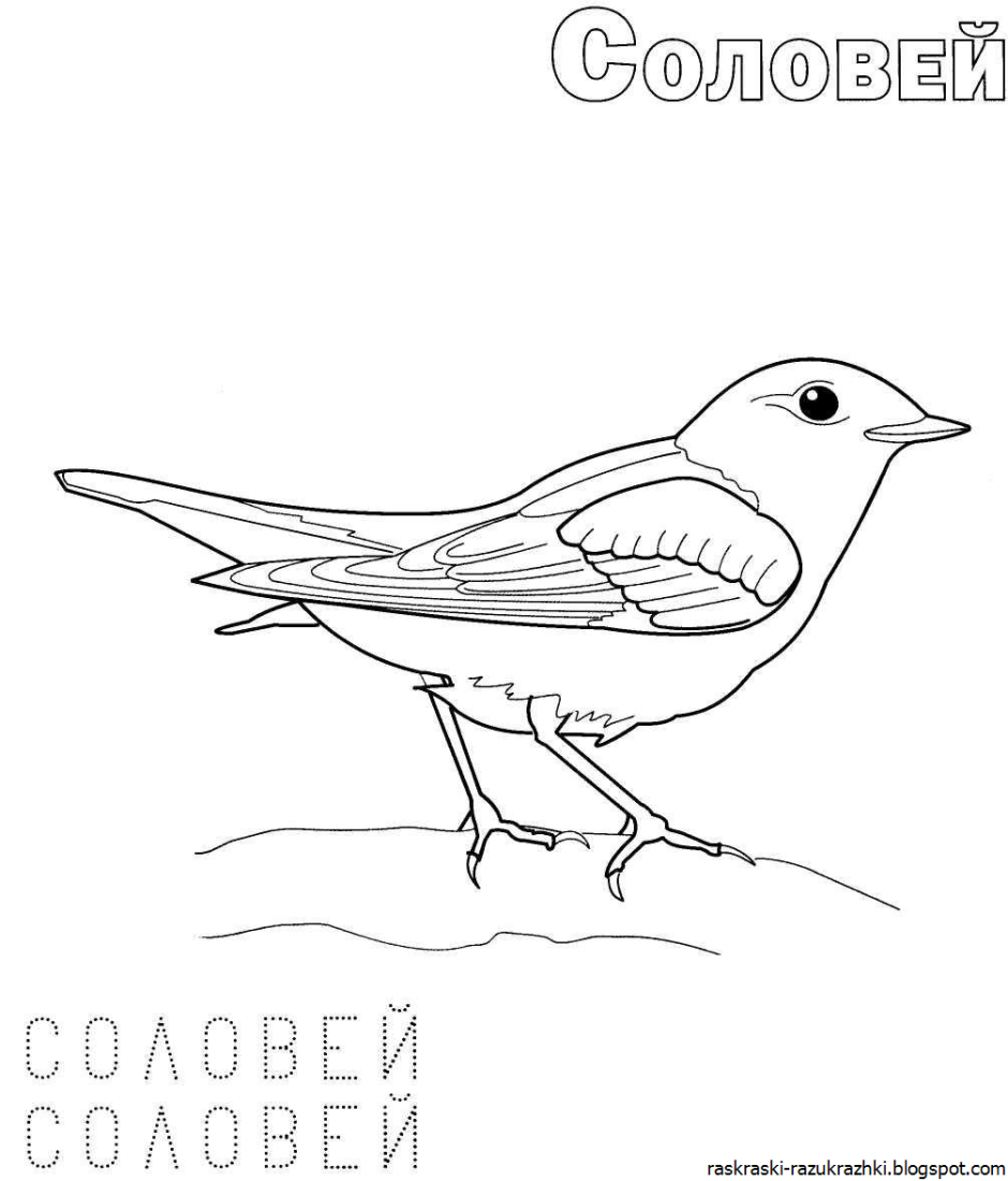 Птенец соловья фото