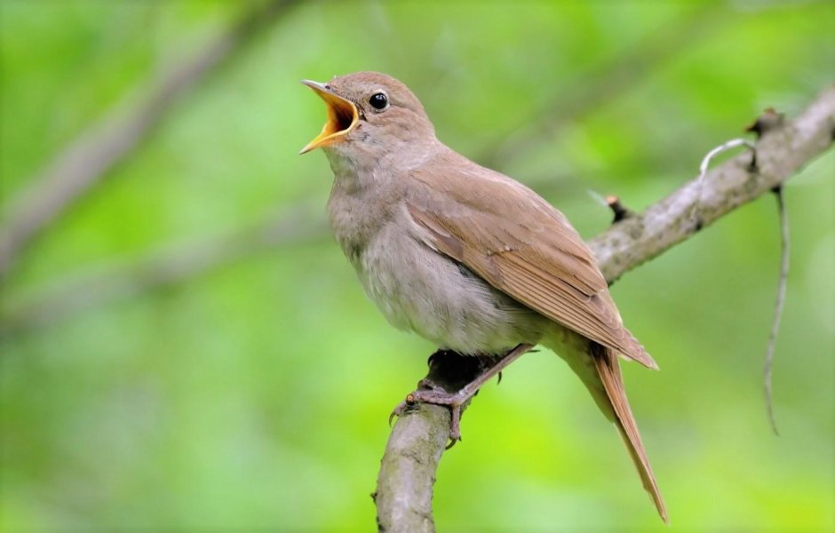 Соловей птичка певчая