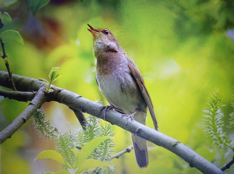 Солсоловьи прют заливаются