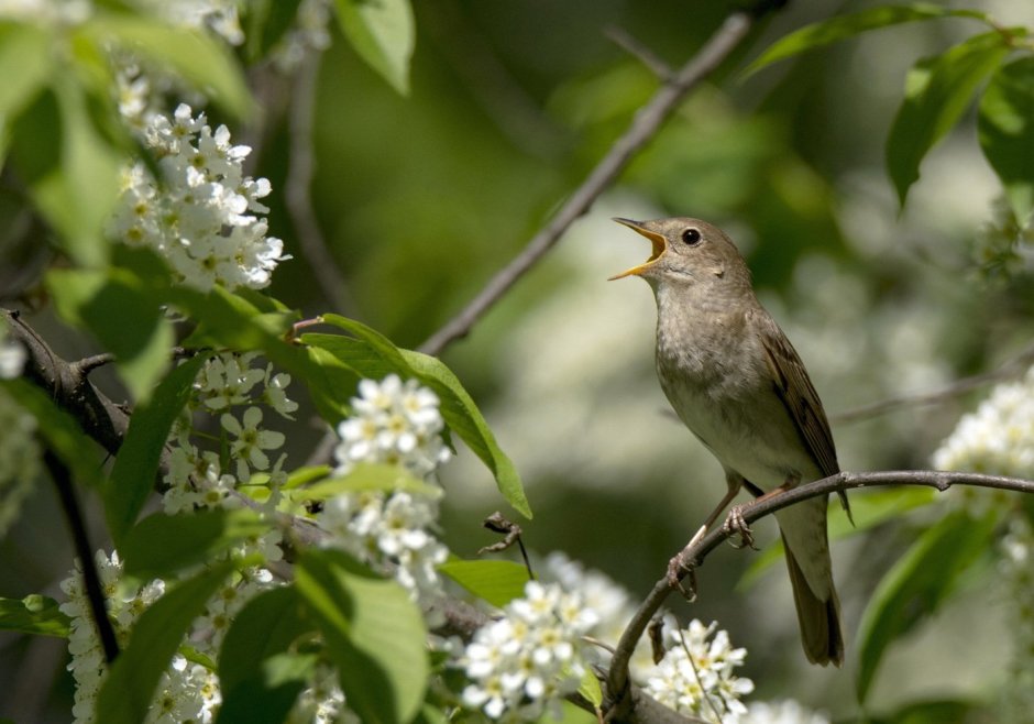 Голова соловья
