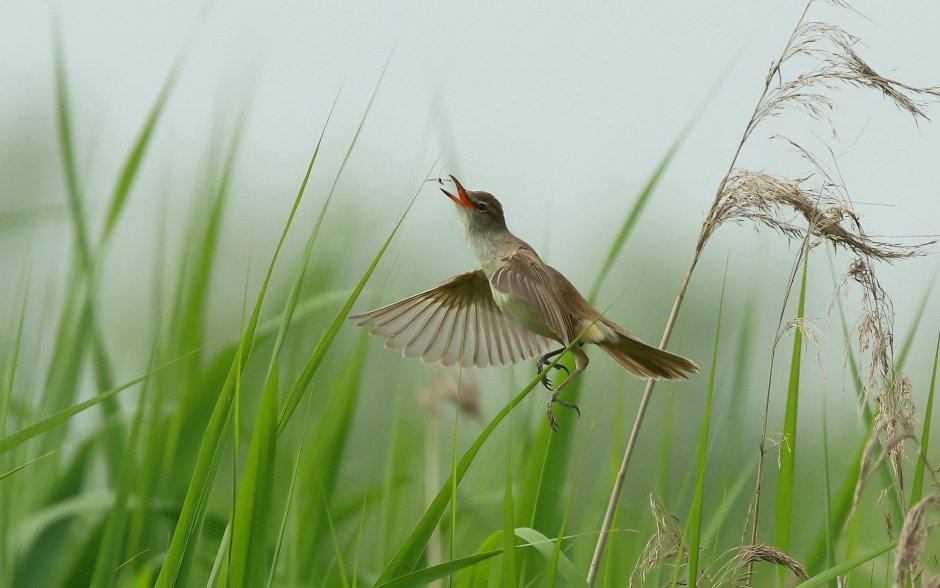 Полевой Жаворонок полет