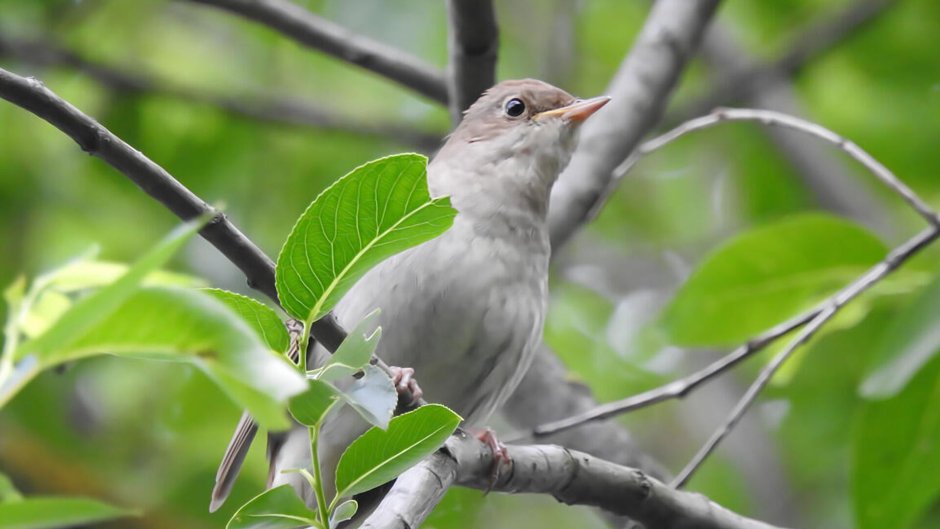 Соловьи прилетели