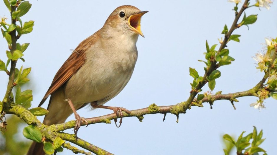 Перелетные птицы