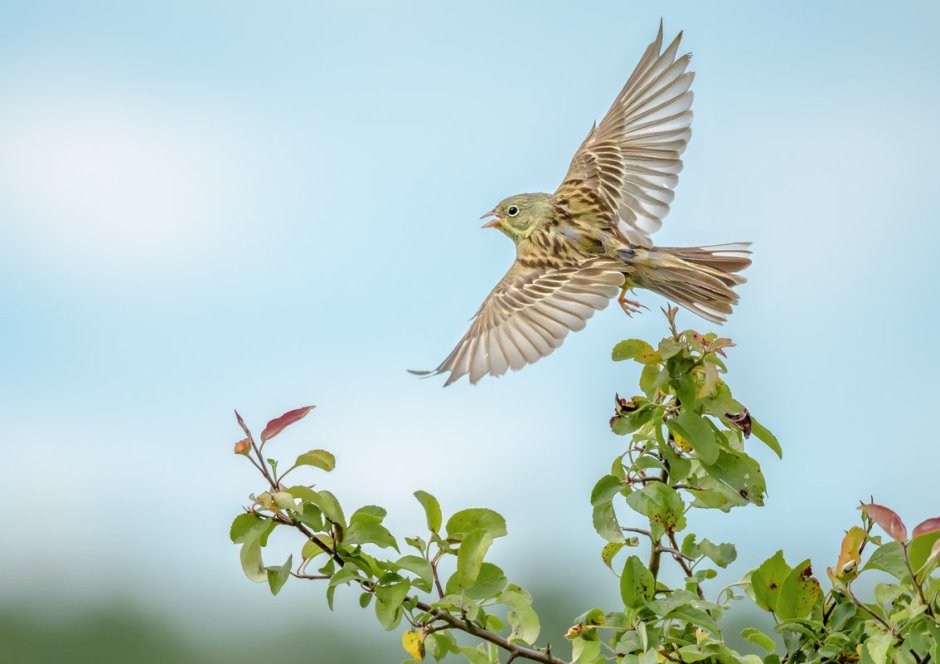 Перелетные птицы логопедические задания