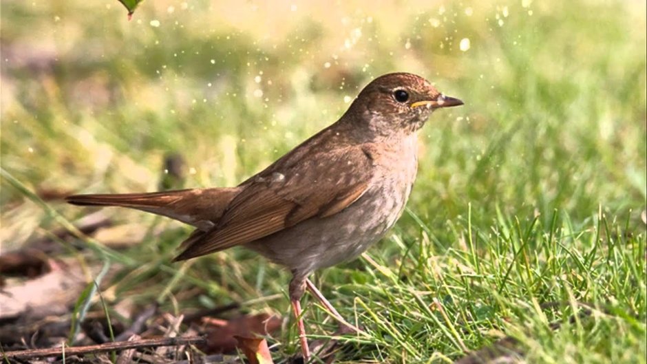 Грач скворец Ласточка
