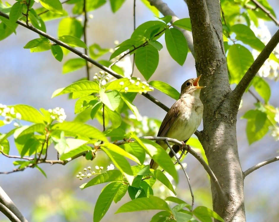 Птицы в поле