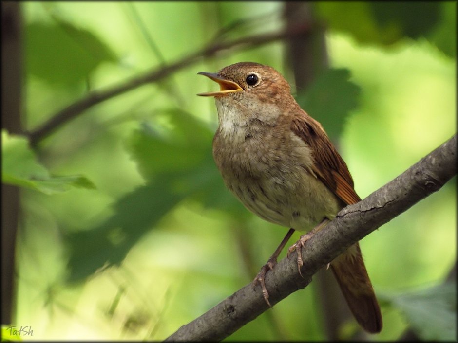 Соловей Перелетная птица