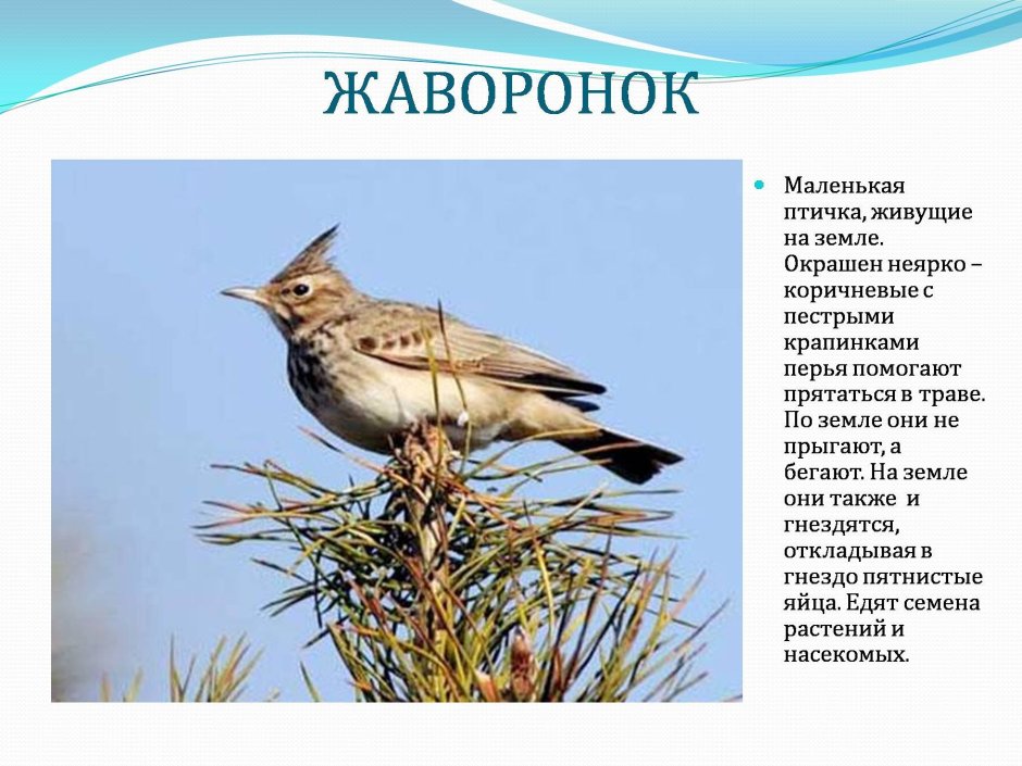 Aesthetic Nightingale