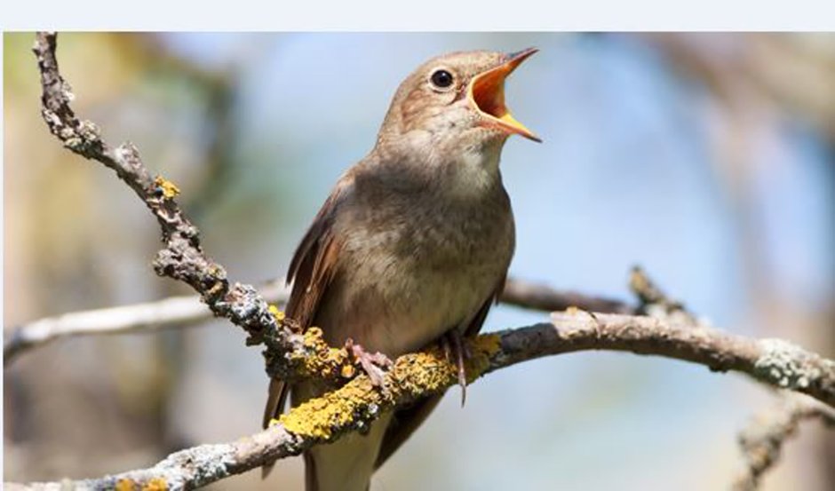 Обыкновенный Соловей