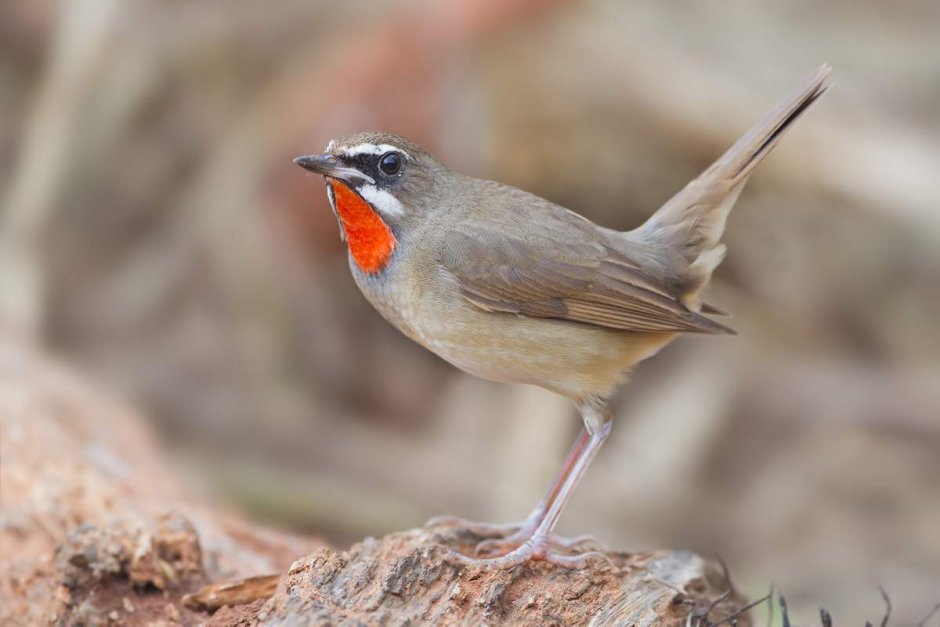 Соловей в Подмосковье