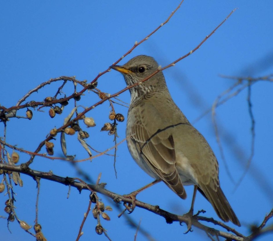 Соловей Перелетная
