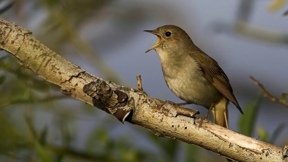 Разукрашки перелетные птицы