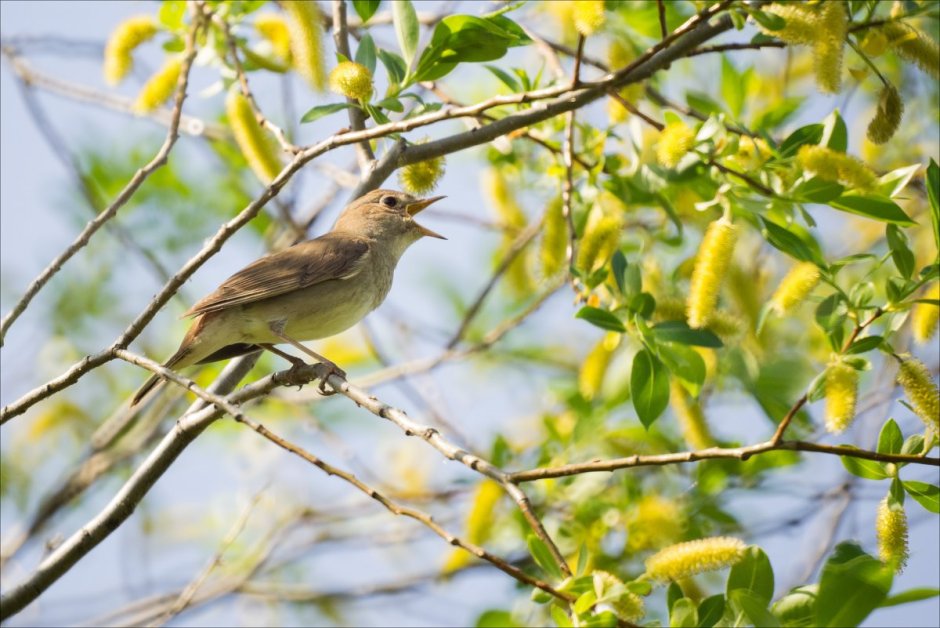 Дрозд Бикнелла