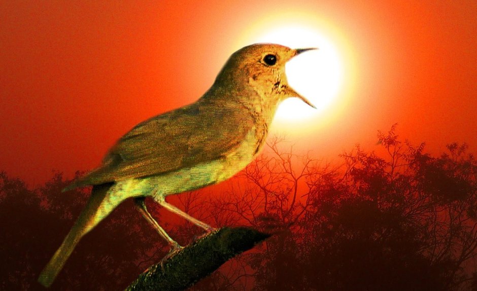 Птицы поют на рассвете