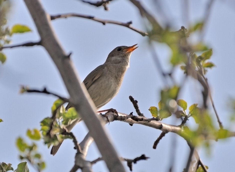 Соловей Соловушка