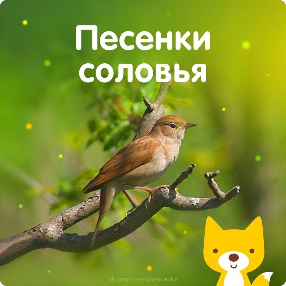 Соловей запел