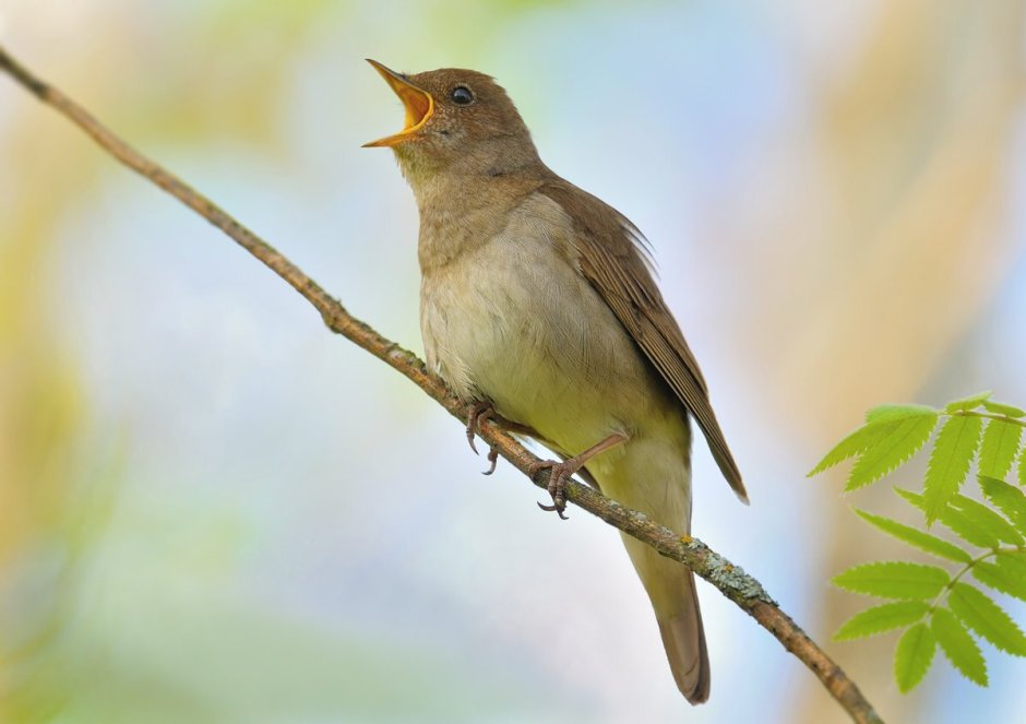 Кукушка Перелетная птица