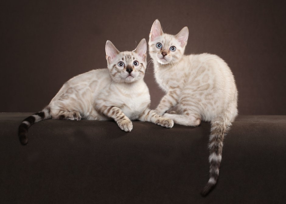 Бенгальская Сиамская кошка