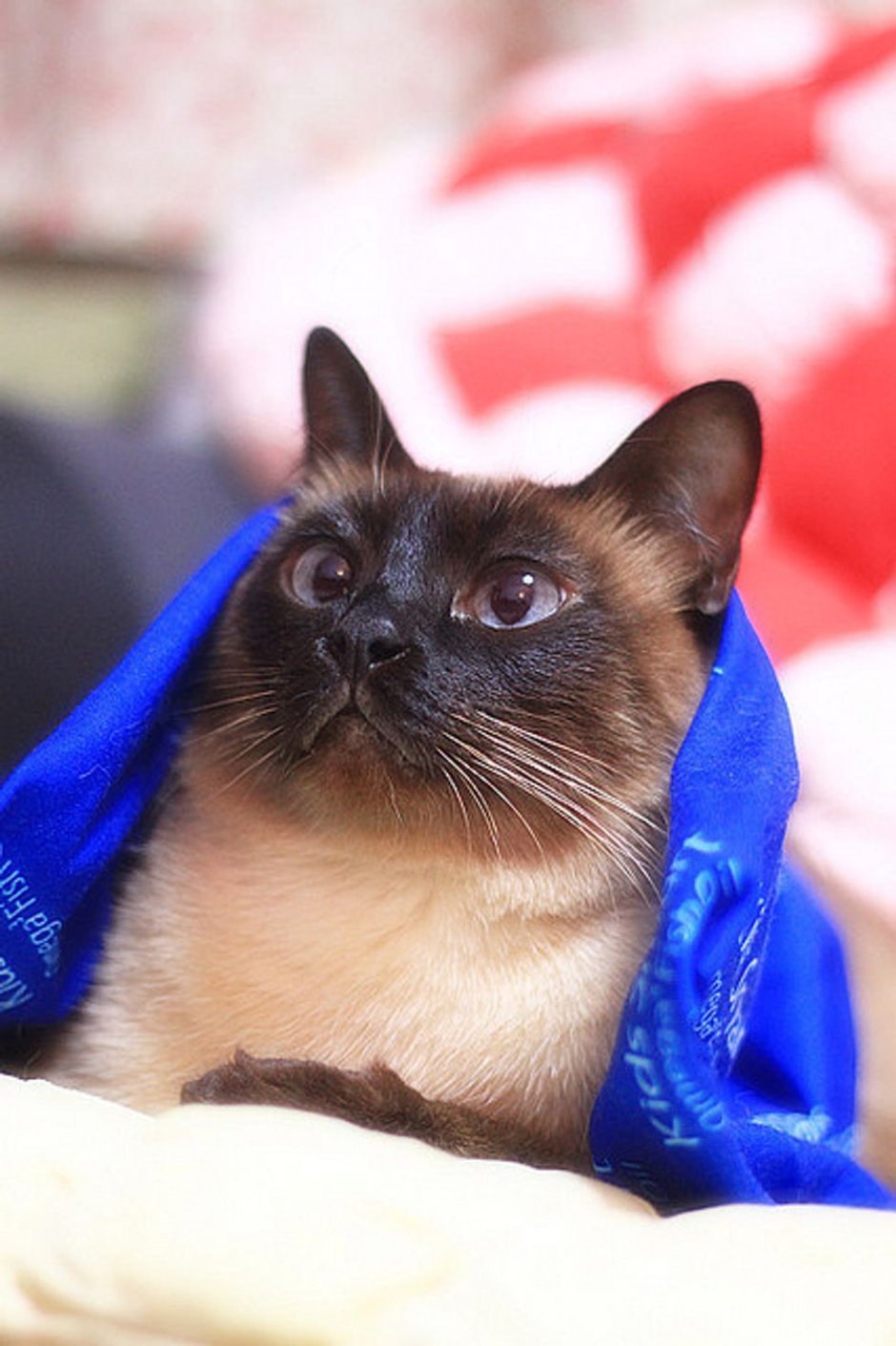 Жизнь сиамского котенка