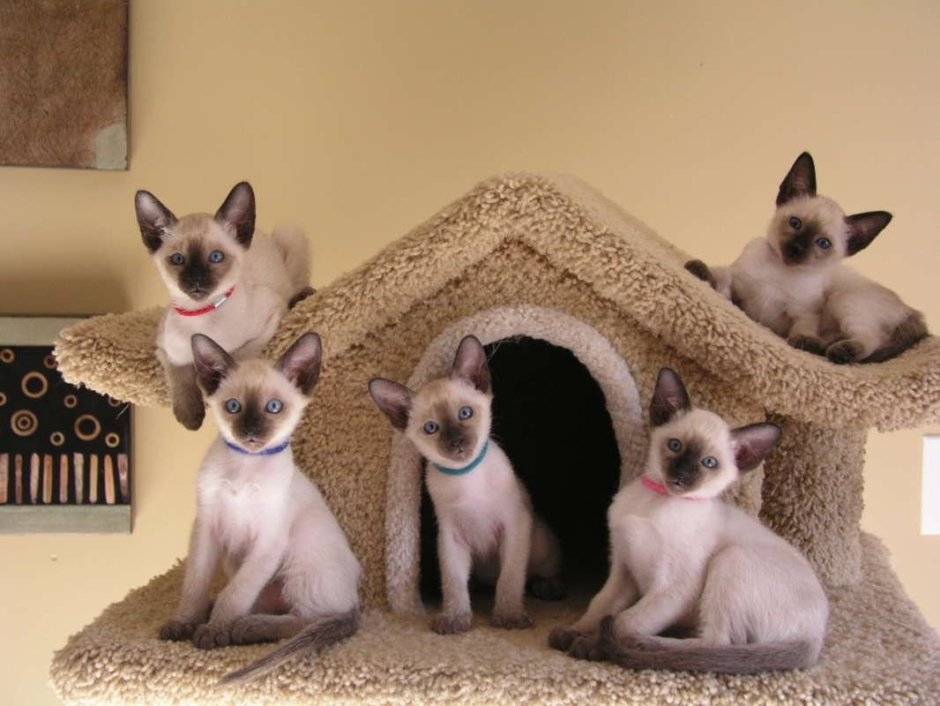 Много сиамских кошек