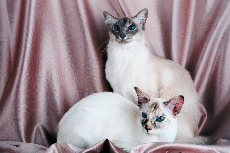 Бенгальская кошка