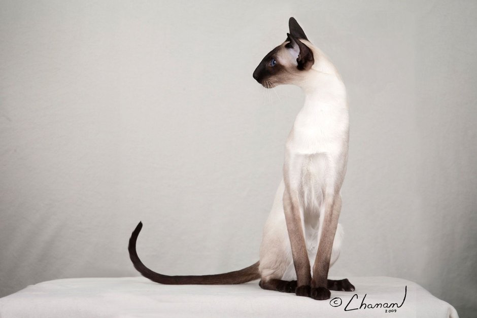Бенгальский кот