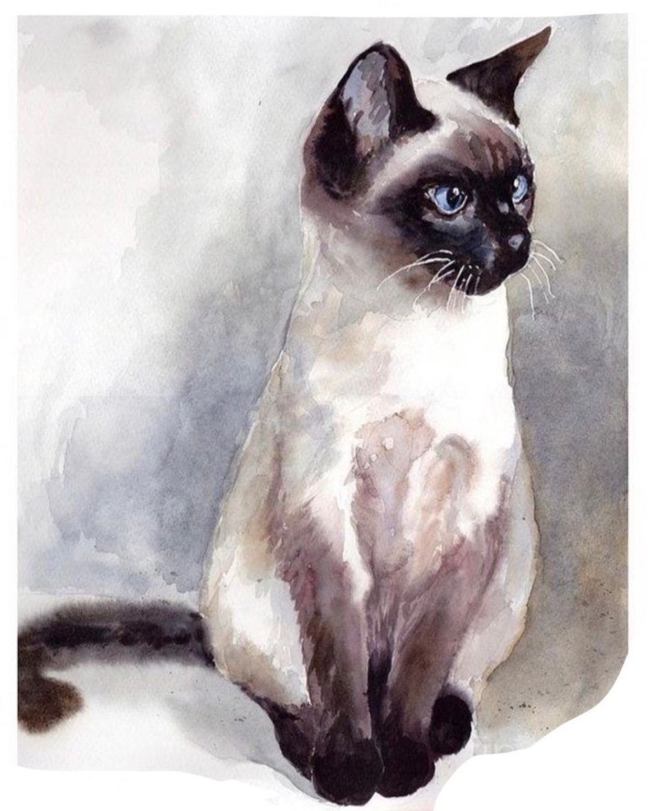 Котиркти для скейчбука