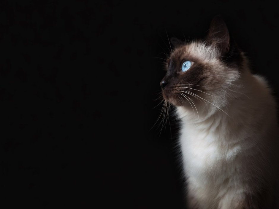 Милые котики сиамские