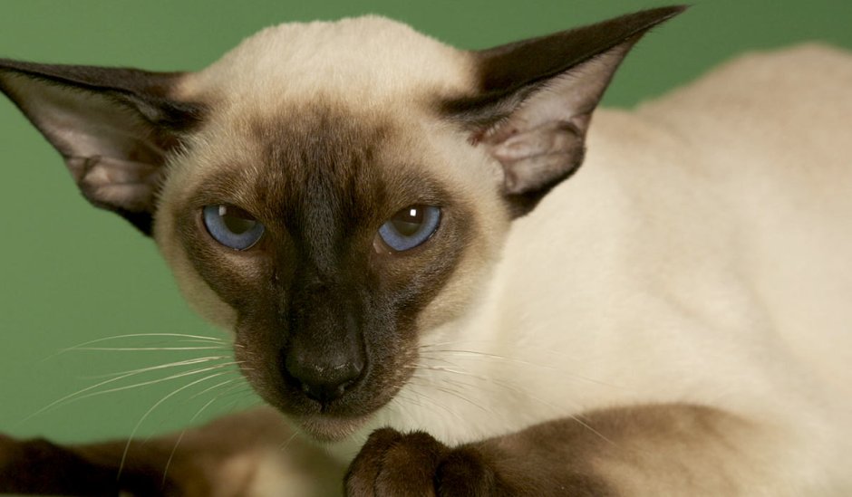 Сиамский кот
