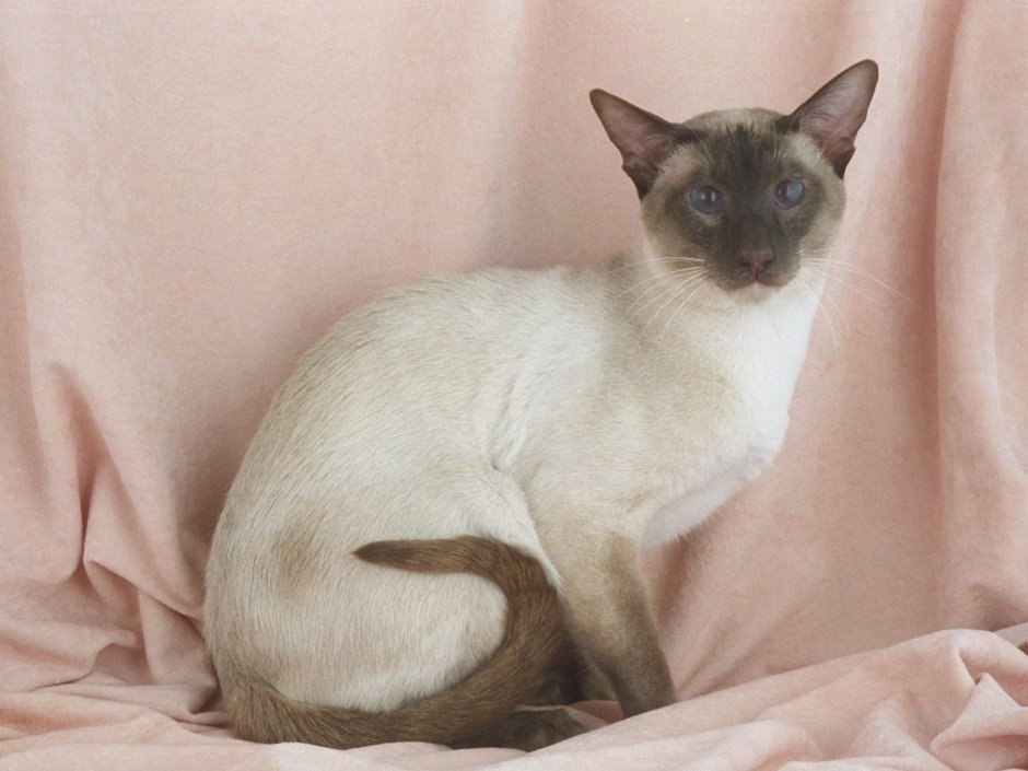 Балинезийская кошка короткошерстная